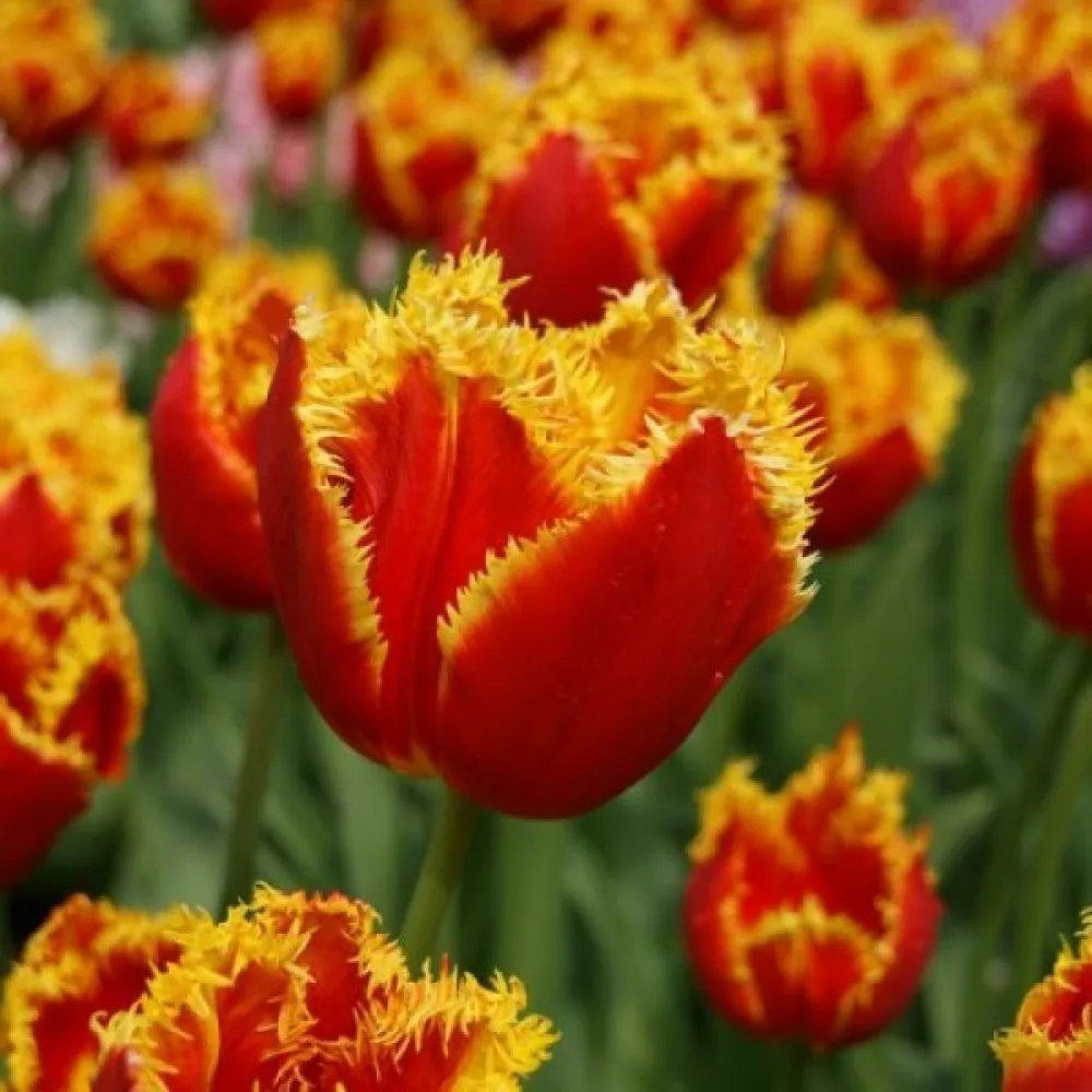 Tulipán Davenport (žltý)