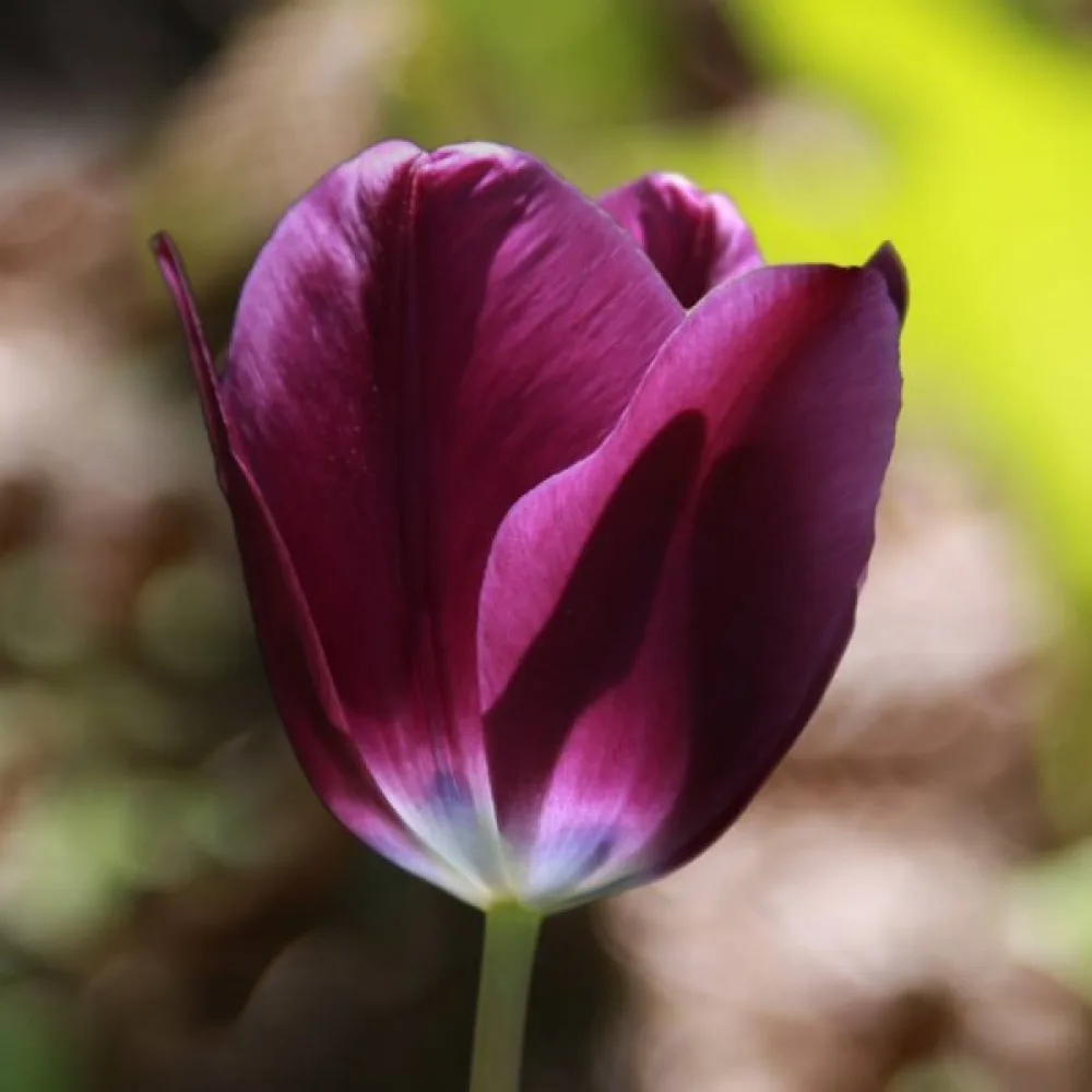 Tulipán Kansas Proud (fialový)