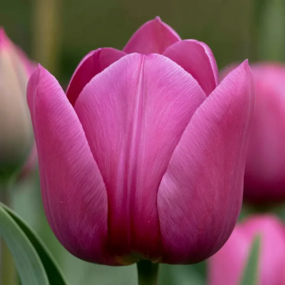 Tulipán Rimini – Roeska (fialový)