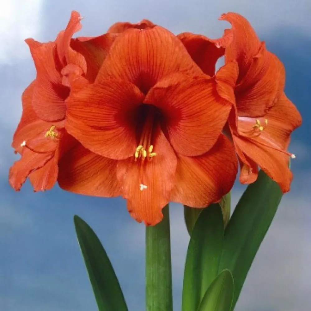 Amarylis ORANGE SOUVEREIGN