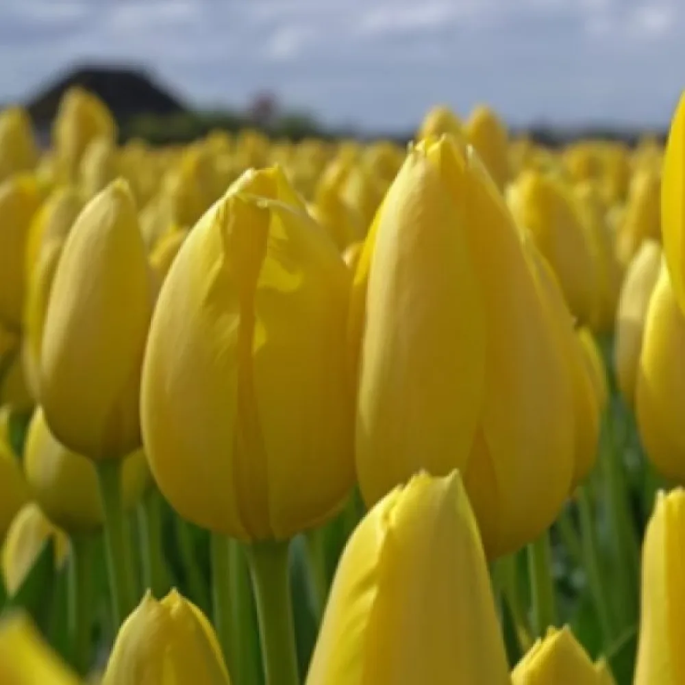 Tulipán Muscadet (žltý)