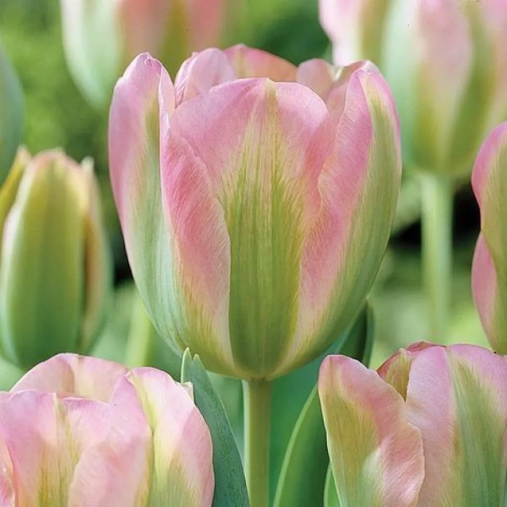 Tulipán Groenland (zelený)
