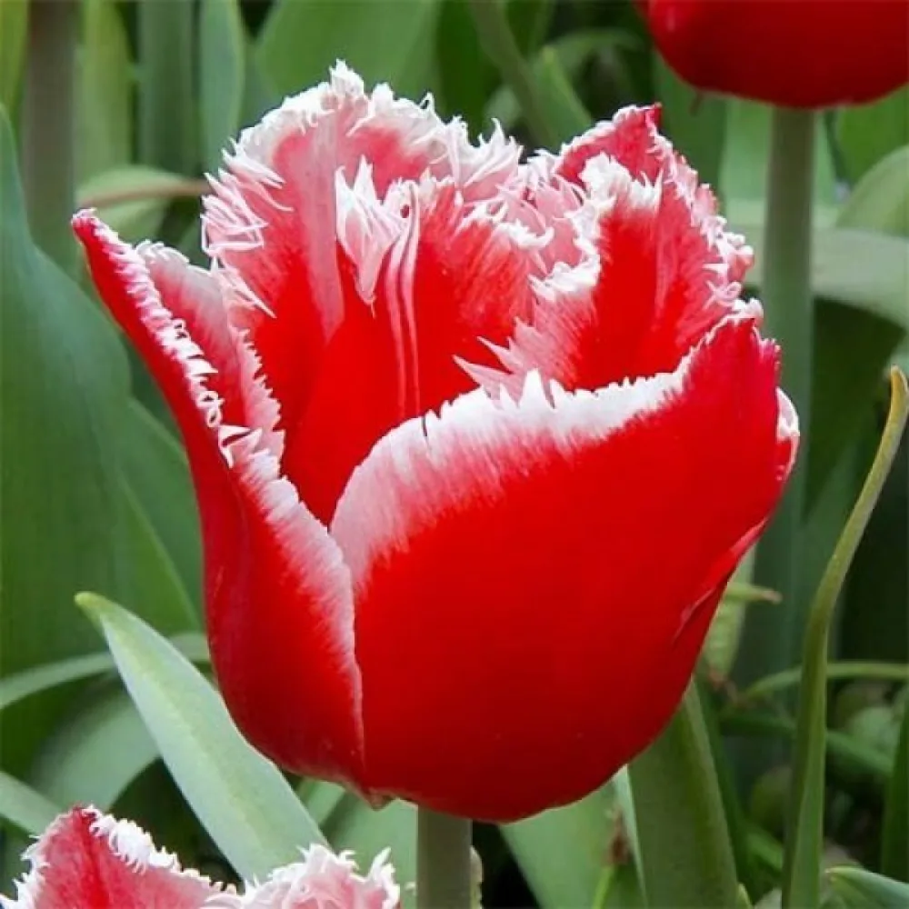 Tulipán Canasta (červený)