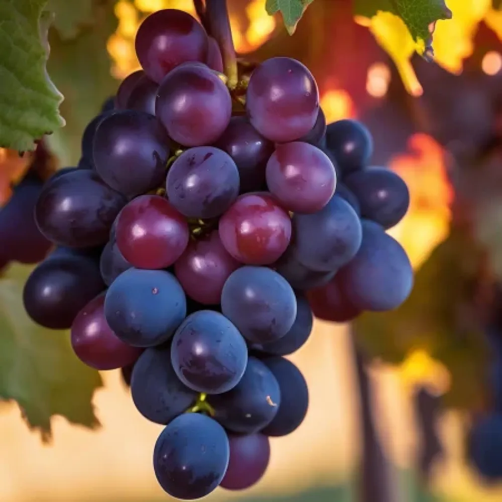 Vinič odroda Regent - červená muštová, odolná - neskoro dozrievajúca