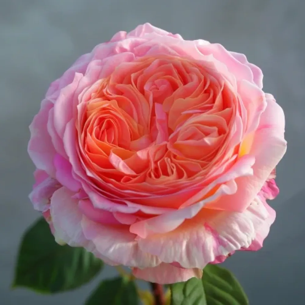 Ruža Perlová rosa - voľnokorenná