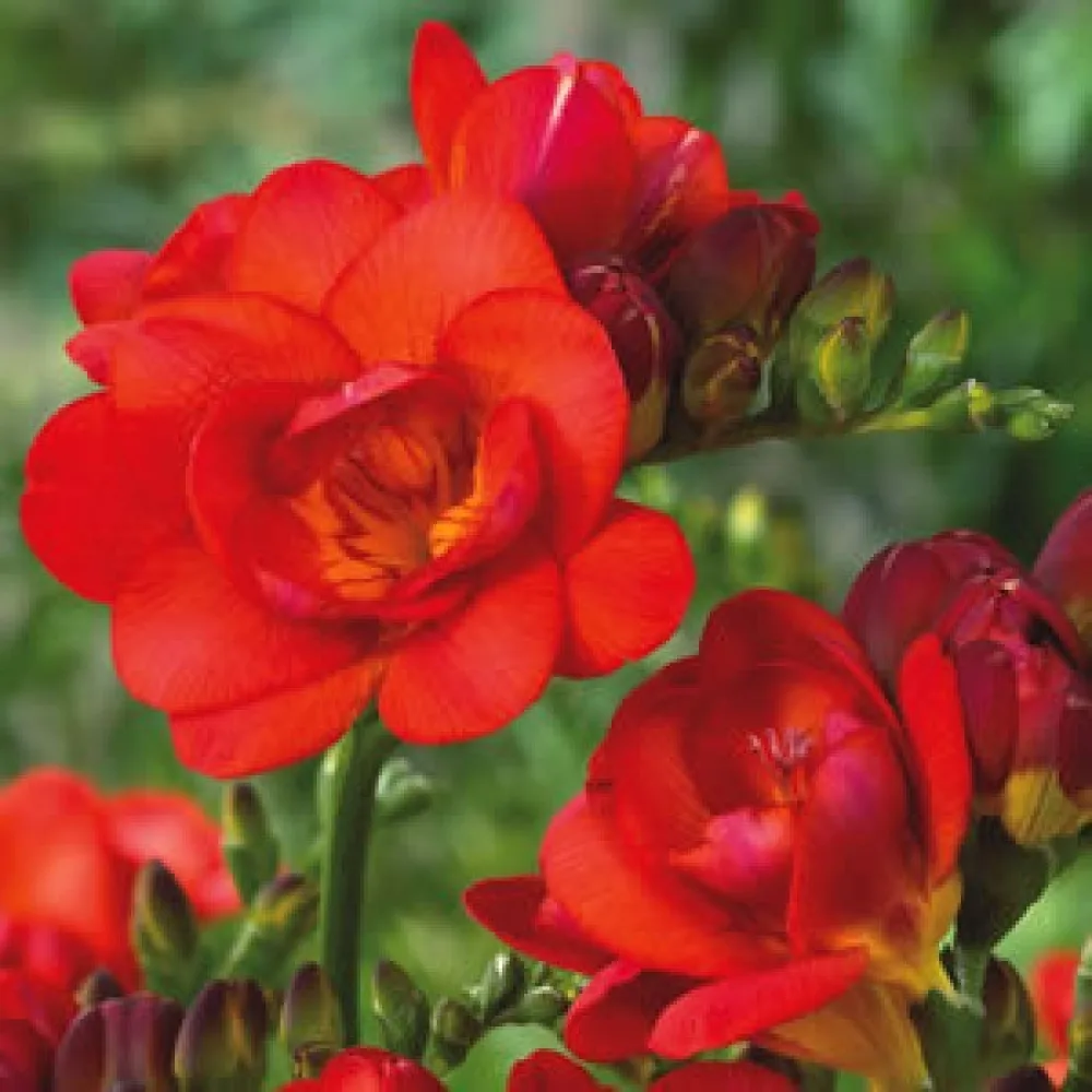 Frézia Double red (červená plnokvetá)