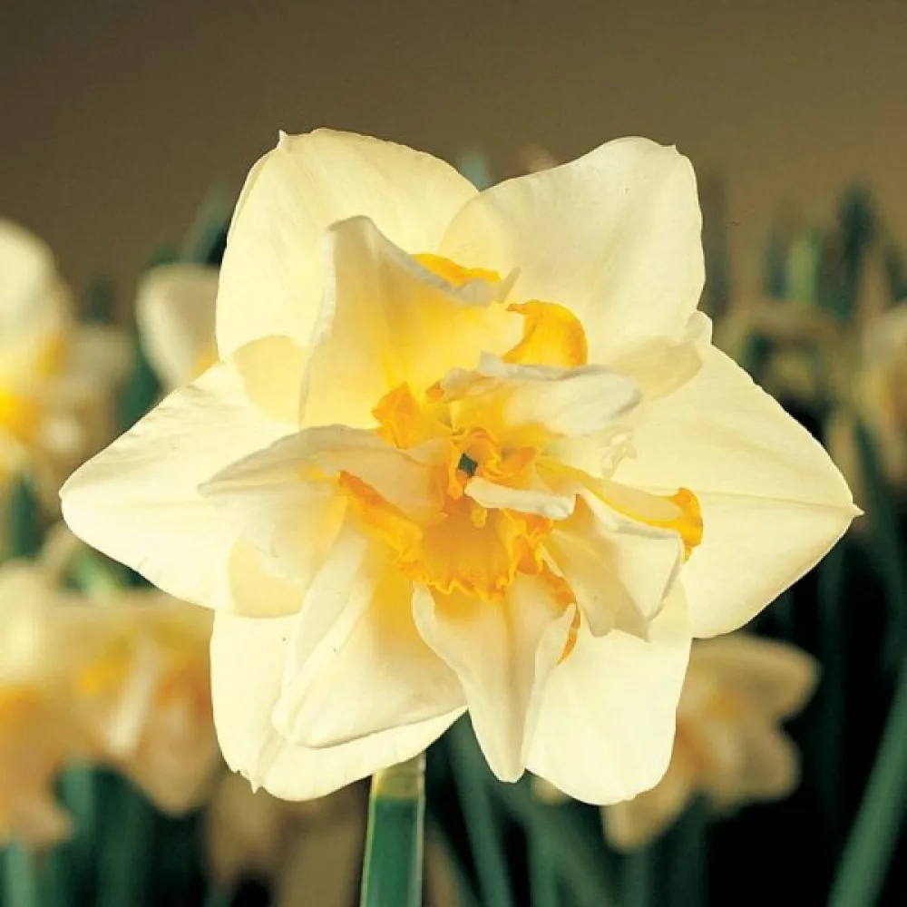 Narcis White Lion (biely)