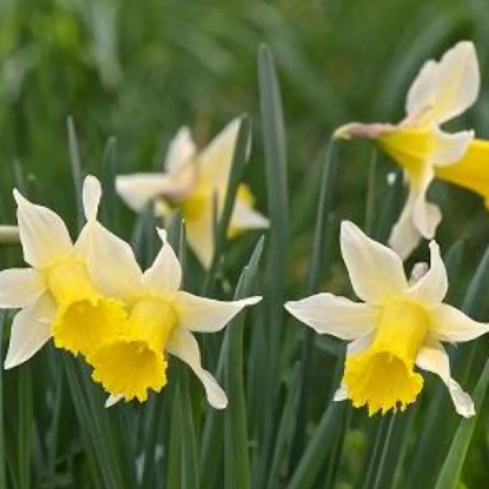 Narcis Lobularis (žltý)