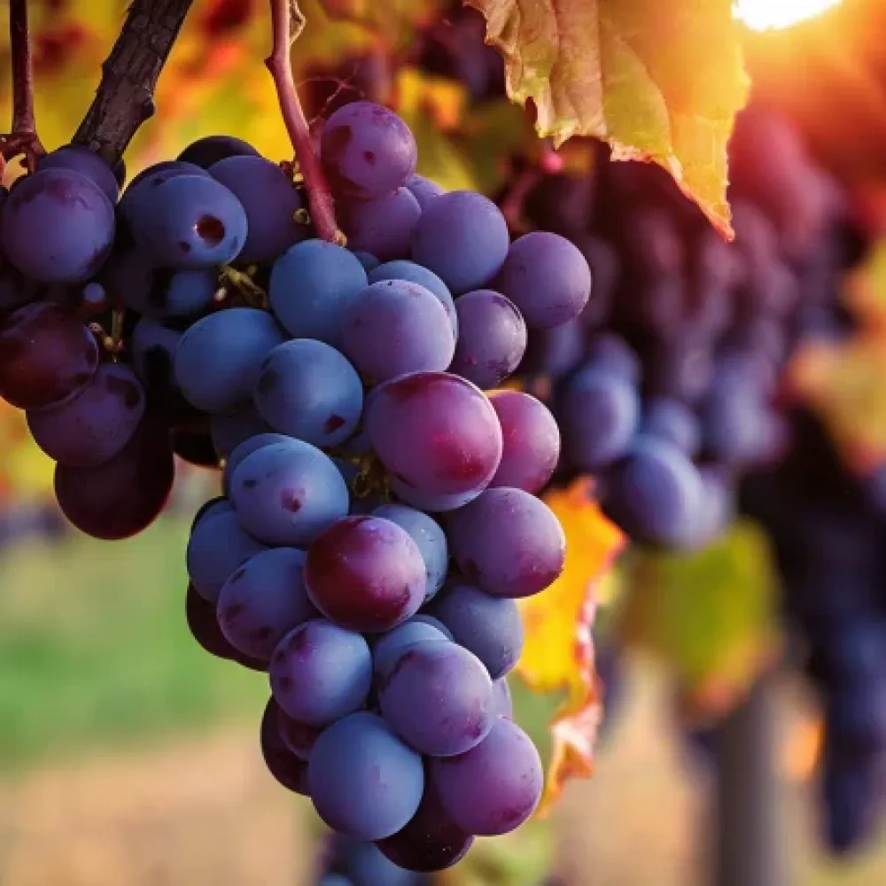 Vinič odroda Regent - červená muštová, odolná - neskoro dozrievajúca