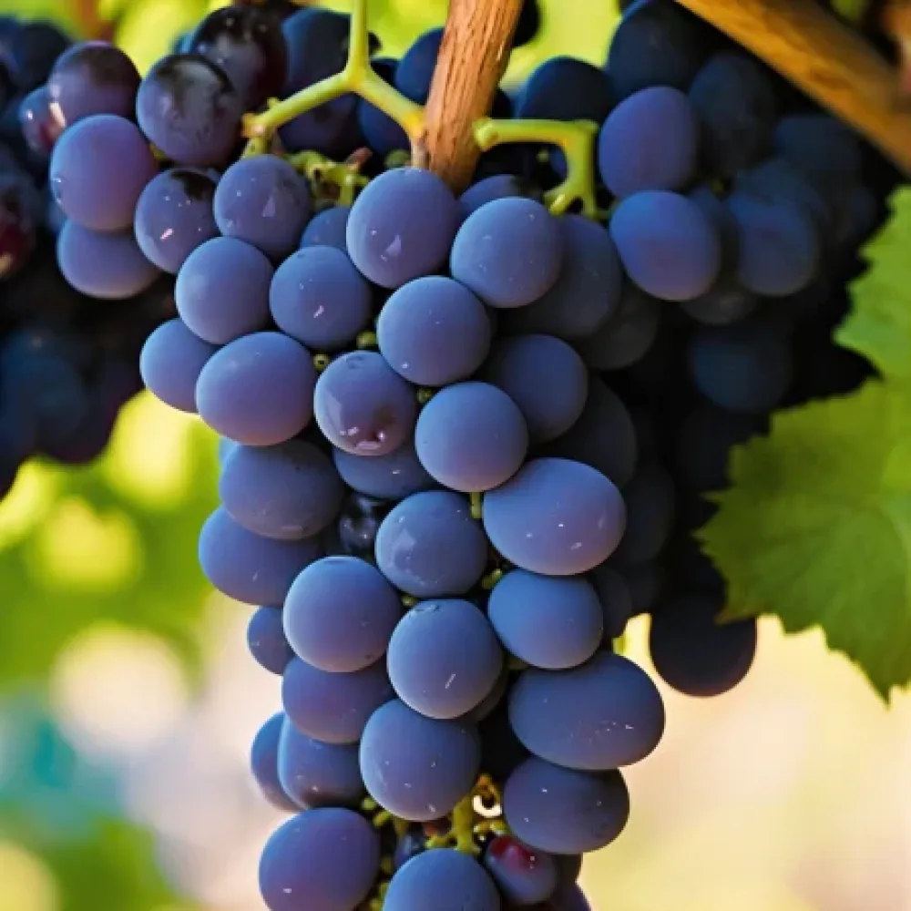 Vinič odroda Pinot noir, červená muštová - skoro dozrievajúca
