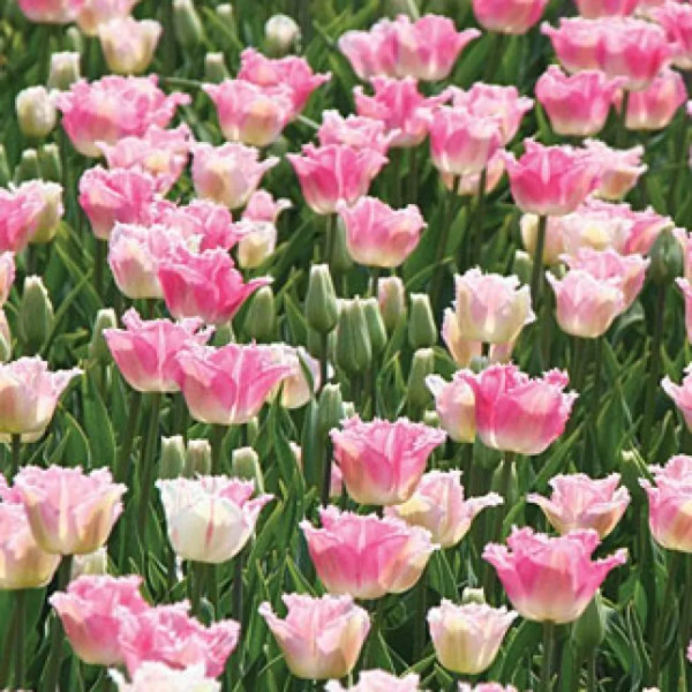 Tulipán Izumi (ružový)
