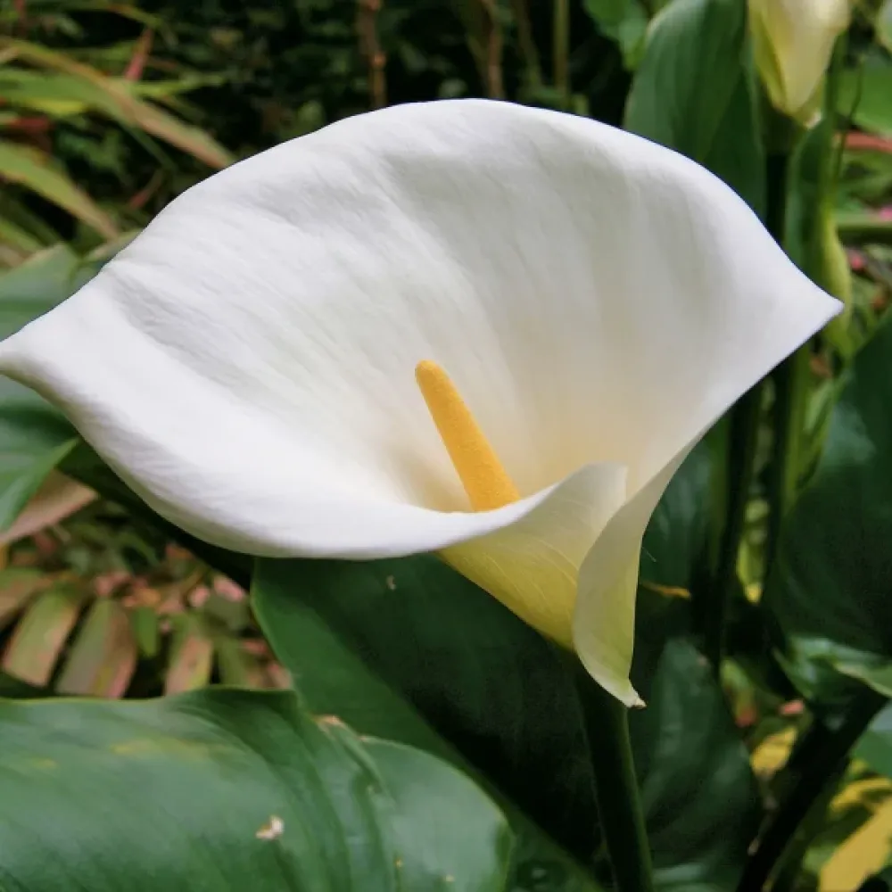 Kala Aethiopica (biela)