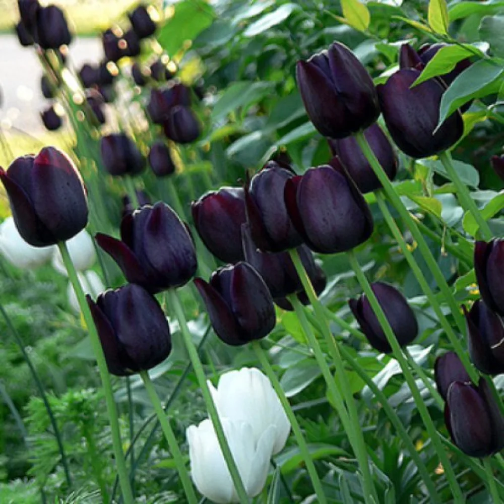 Tulipán Queen of Night (purpurový)
