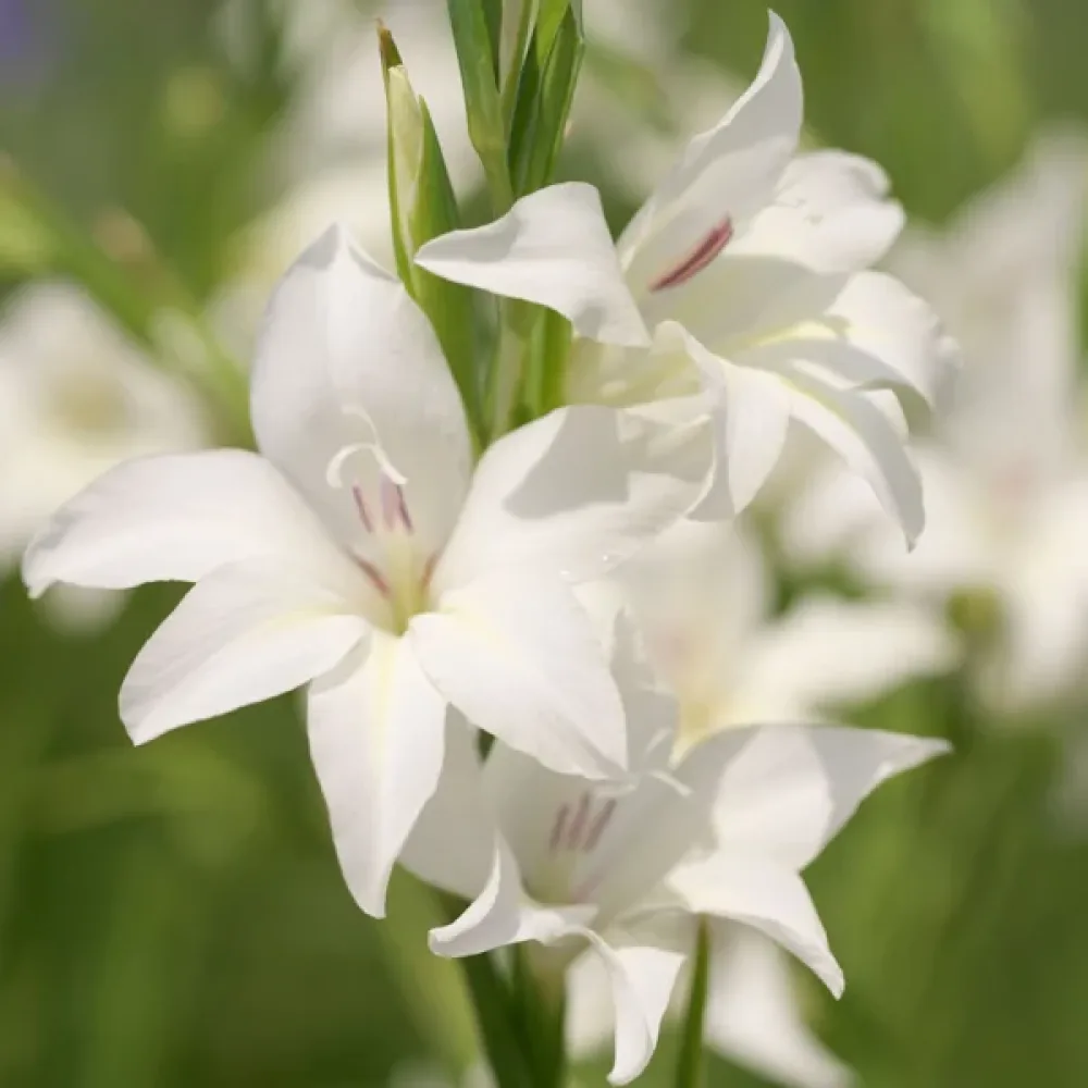 Gladiola Albus (biela)