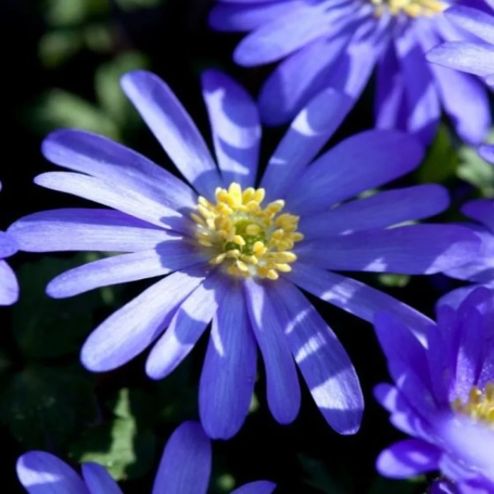 Sasanka Blue shades blanda (modré odtiene)