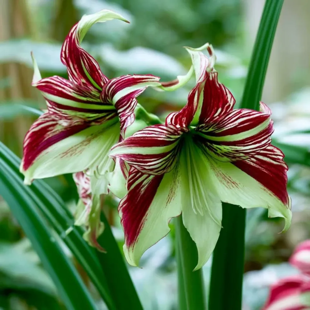 Amarylis Papillio (pestrý)