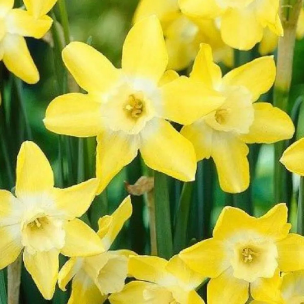 Narcis Verdin (žiarivý)