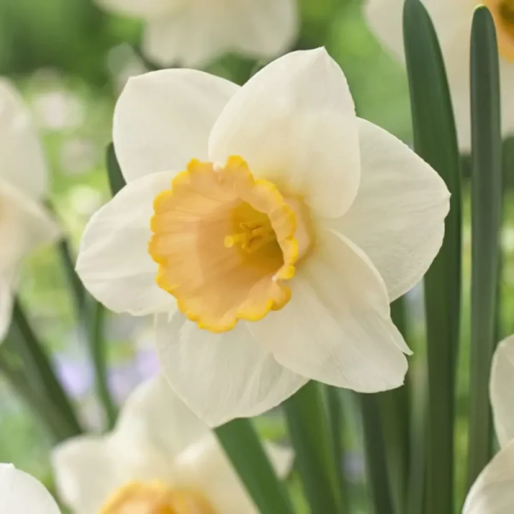 Narcis Salome (ružový)