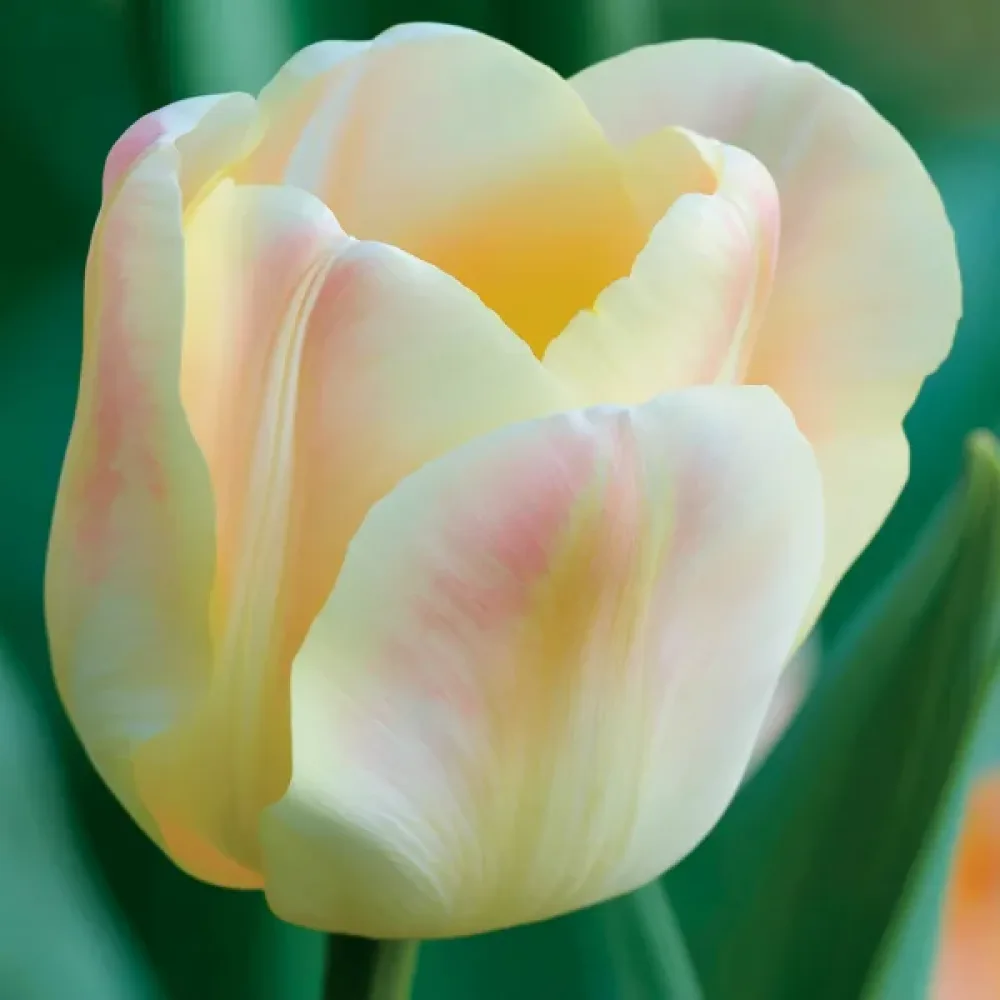 Tulipán Mieke Telkamp (krémový)