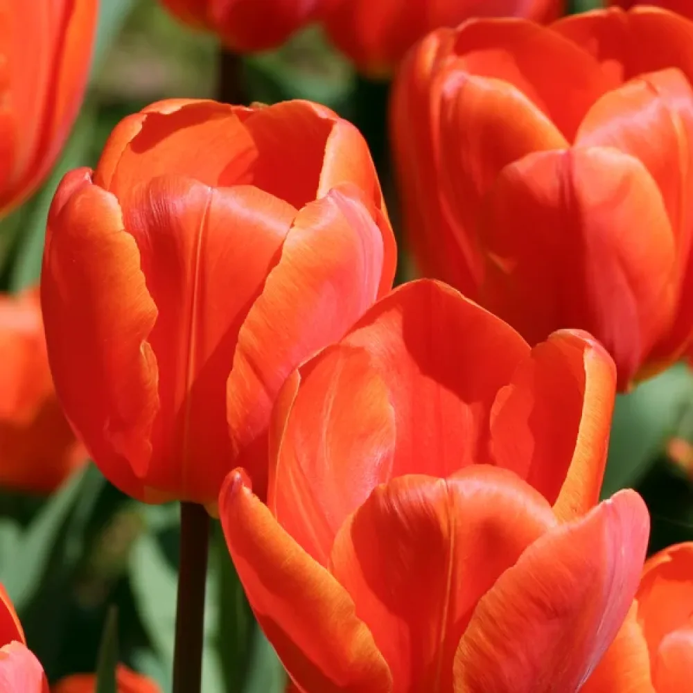 Tulipán Lighting Sun