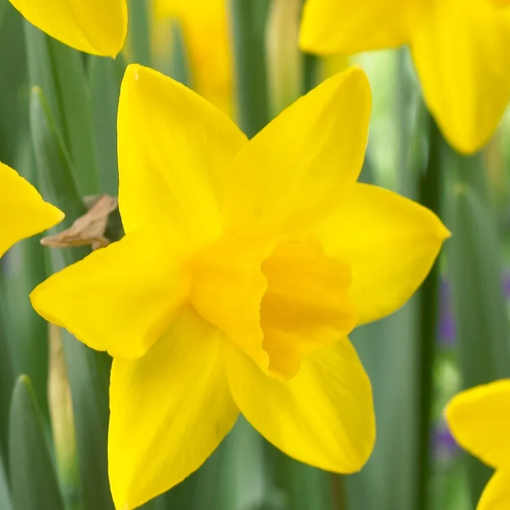 Narcis Sweetness (krémový)