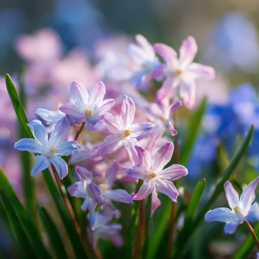 Chionodoxa Rosea (ružová)