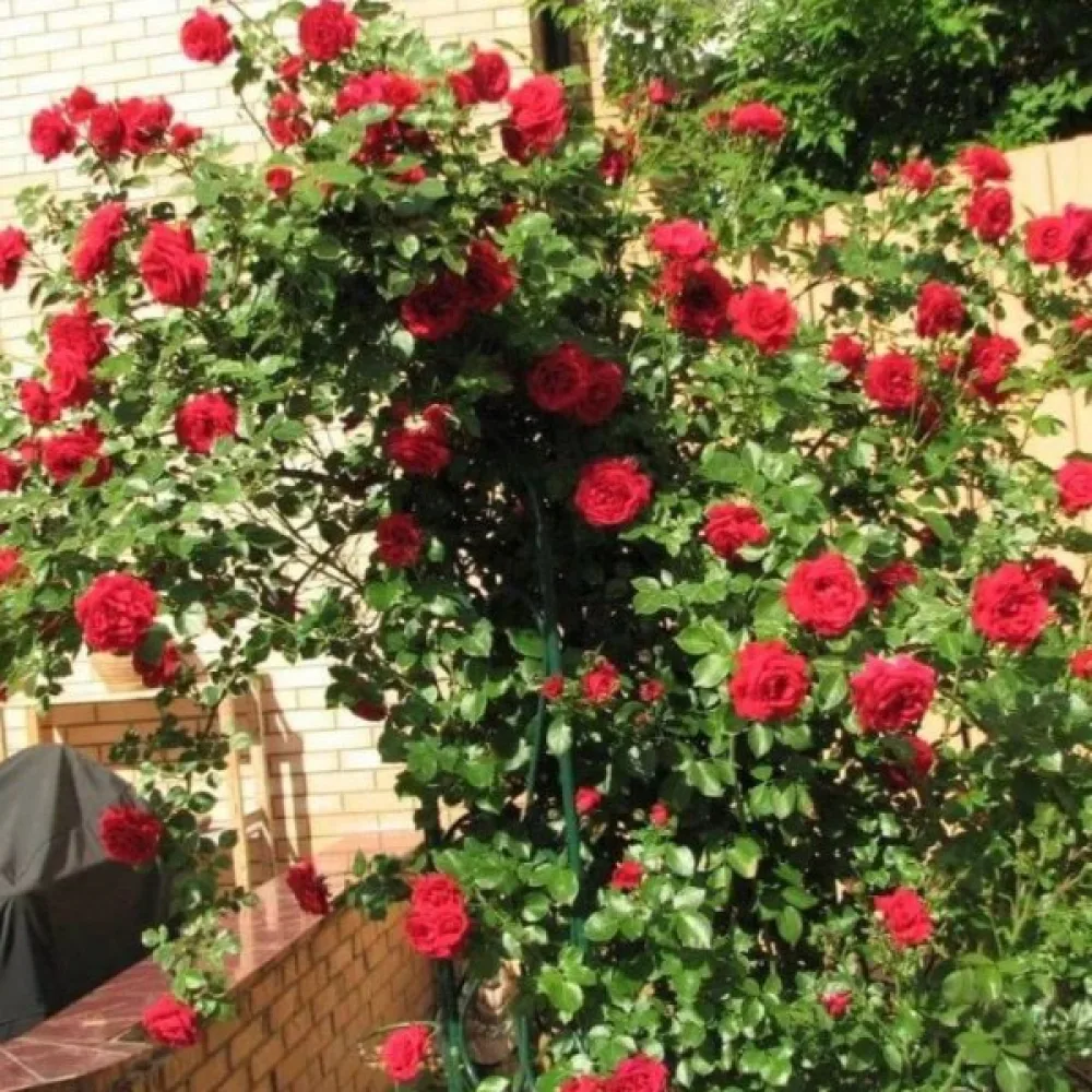 Ruža Scarlet Reverie (červená)