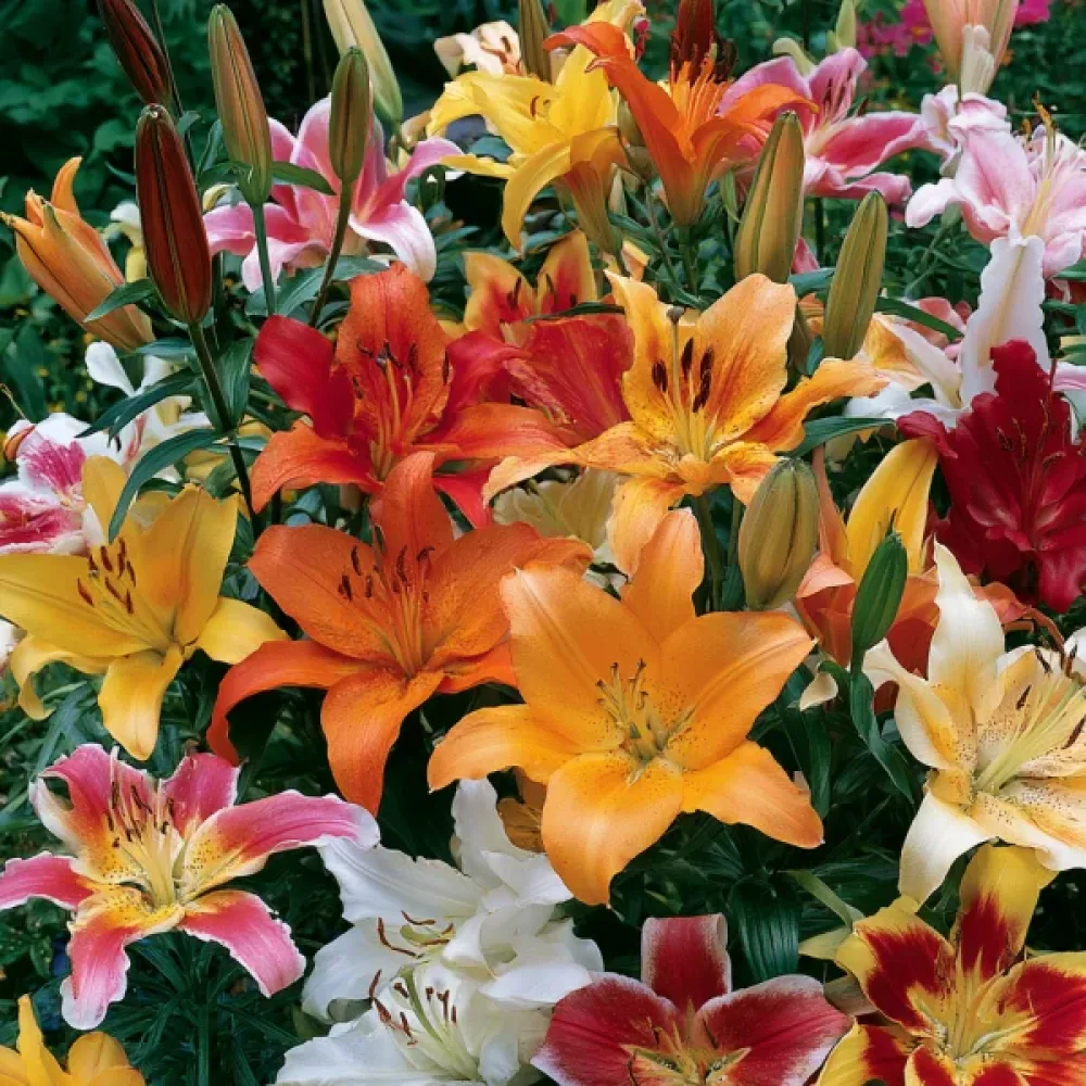 Ľalia Asiatic Mixed