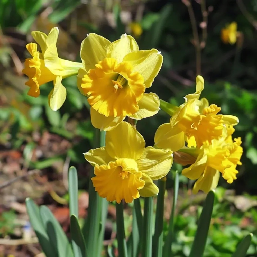 Narcis Quaill (žltý)