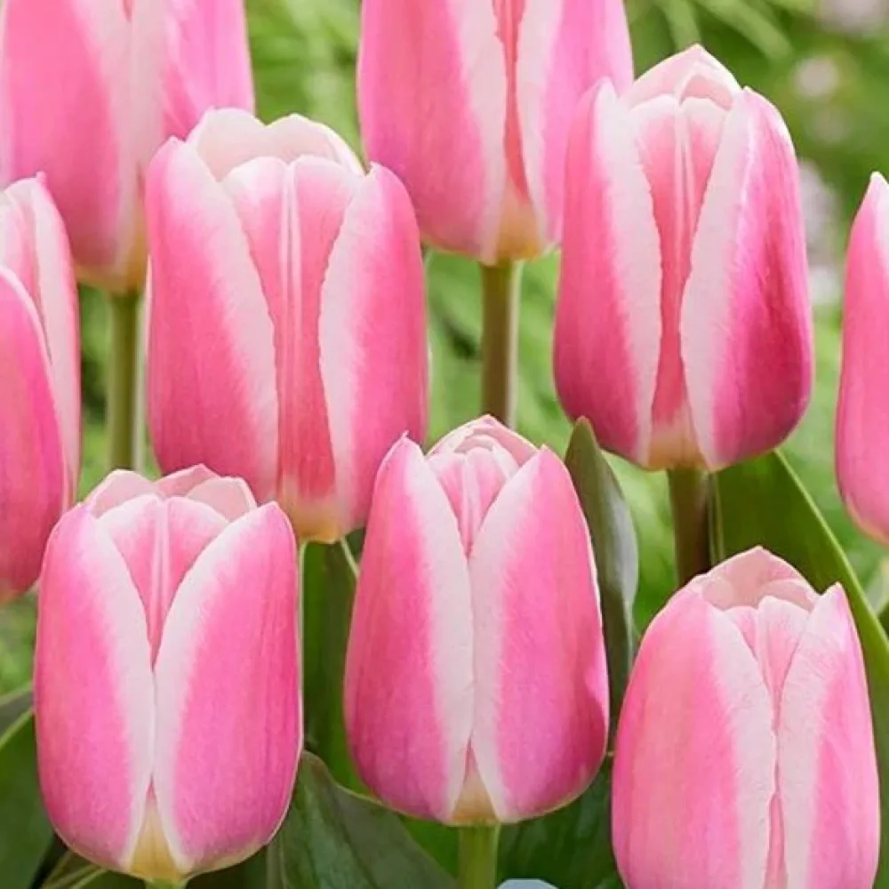 Tulipán Mandy Choice (ružový)