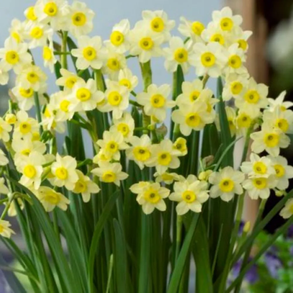 Narcis Minnow (biely)