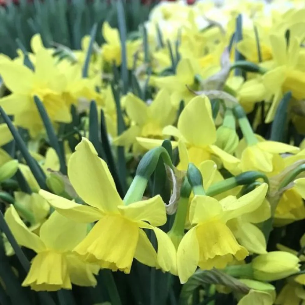 Narcis Yellow Sailboat (žltý)