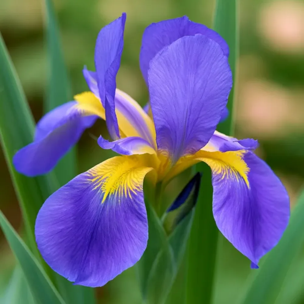 Kosatec Saphire Beauty Hollandica (zafírový)