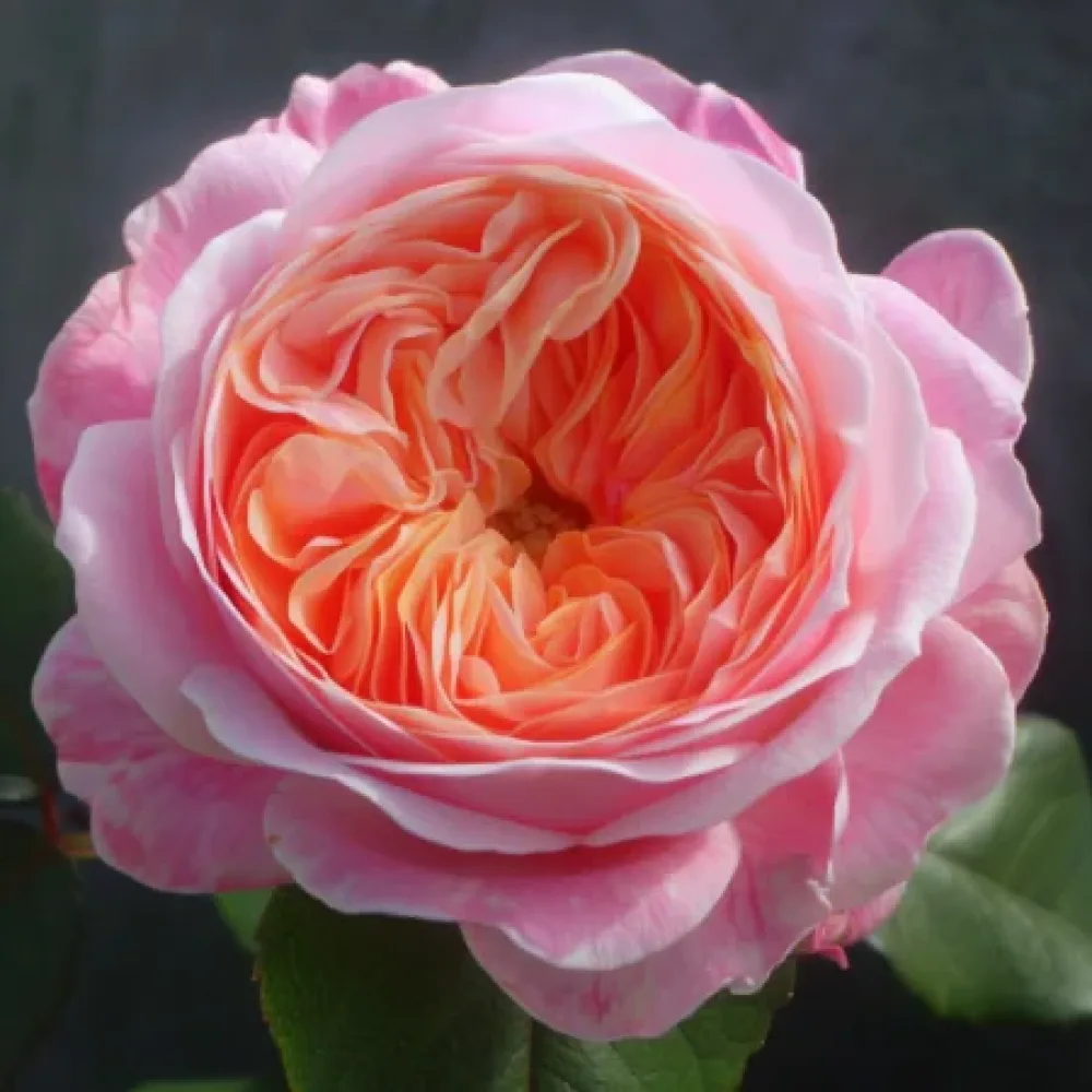 Ruža Perlová rosa - voľnokorenná