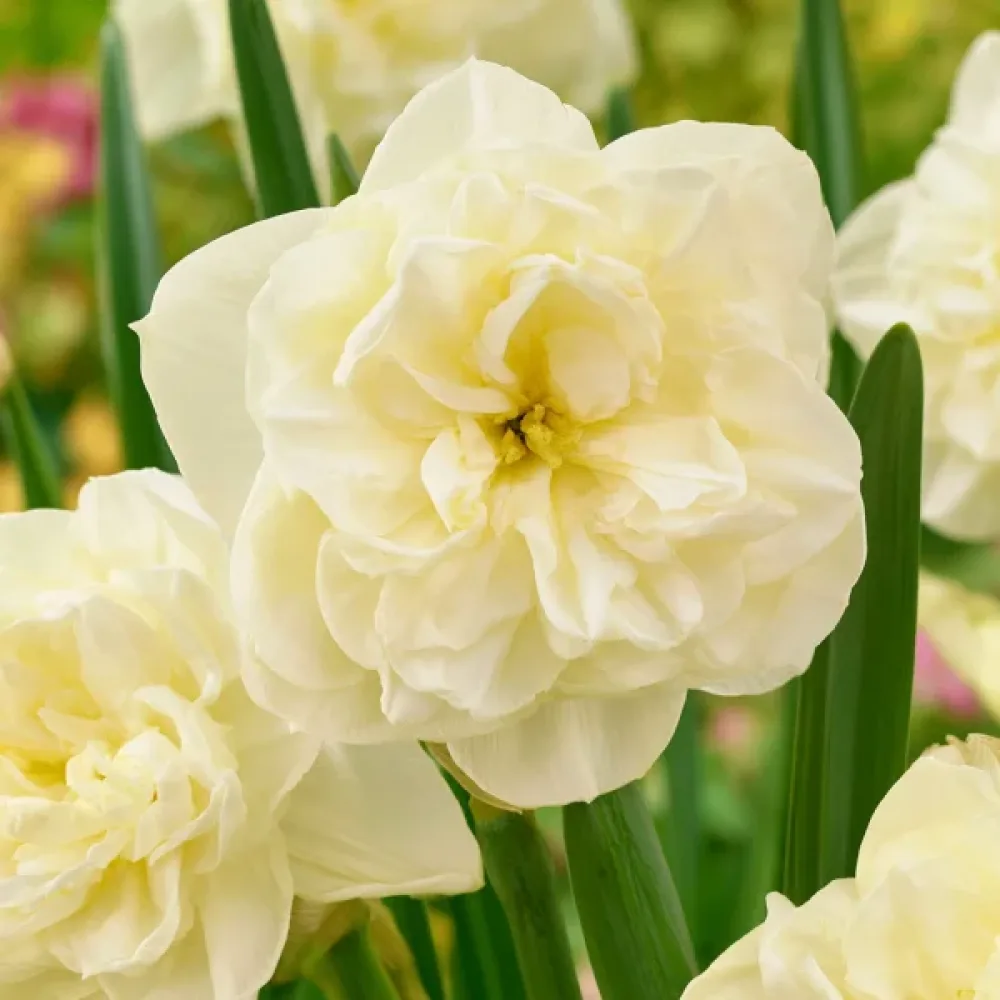 Narcis Obdam (krémový)