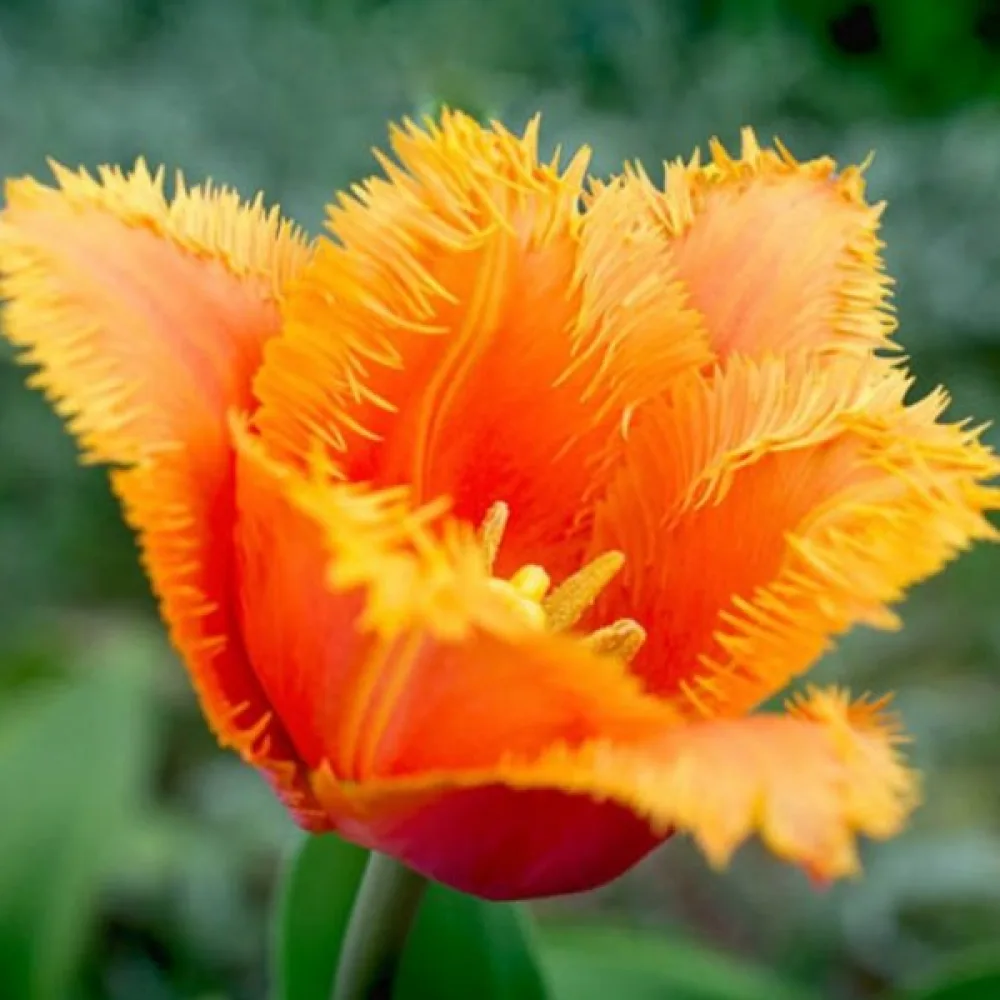 Tulipán Lambada (broskyňový)