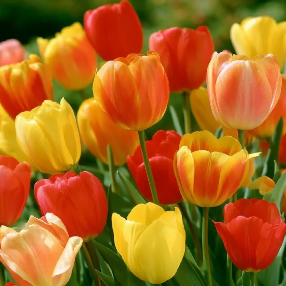 Tulipán Single Late Mixed (neskorá zmes)