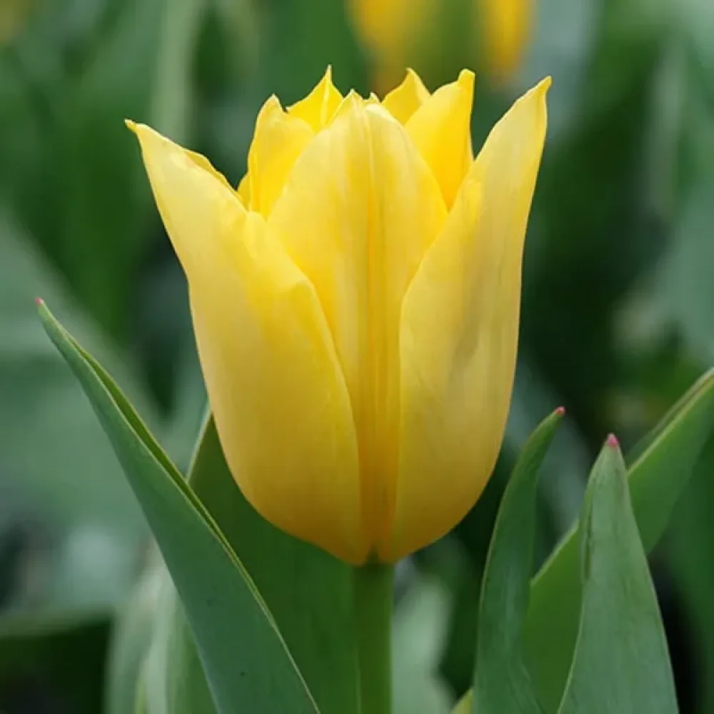 Tulipán Yellow Purissima (žltý)