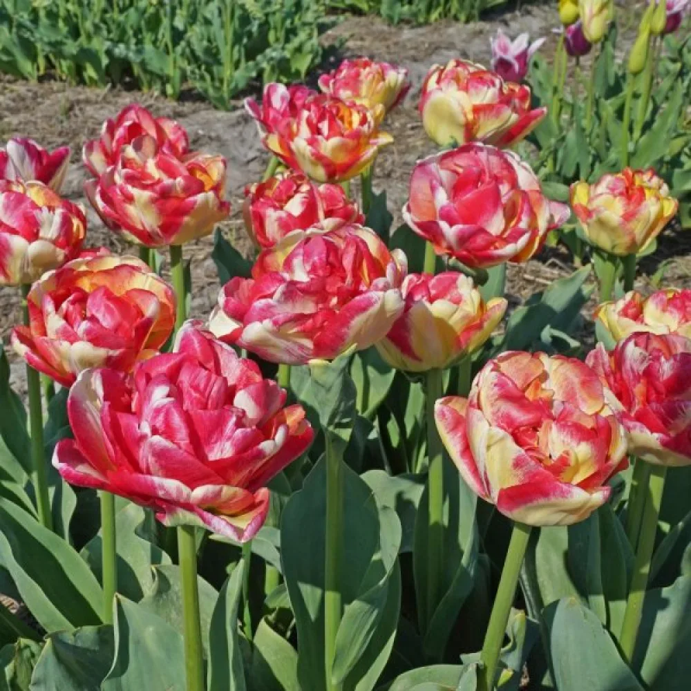 Tulipán Double Blizz (krémový)