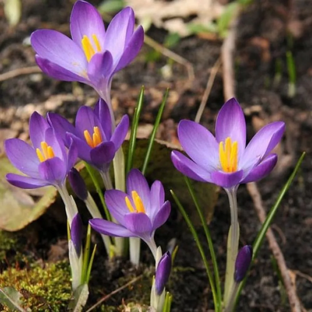 Šafran tommasinianus Whitewell Purple