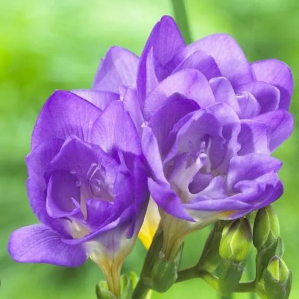 Frézia Double blue (modrá plnokvetá)