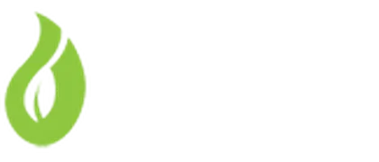 Cibule