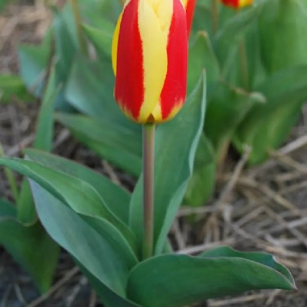 Tulipán Stresa (žltý)