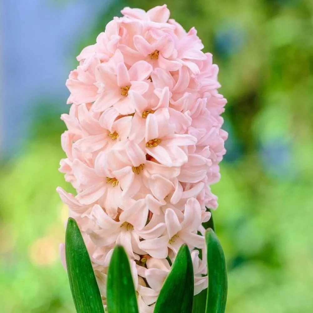 Hyacint Apricot passion (marhuľový)