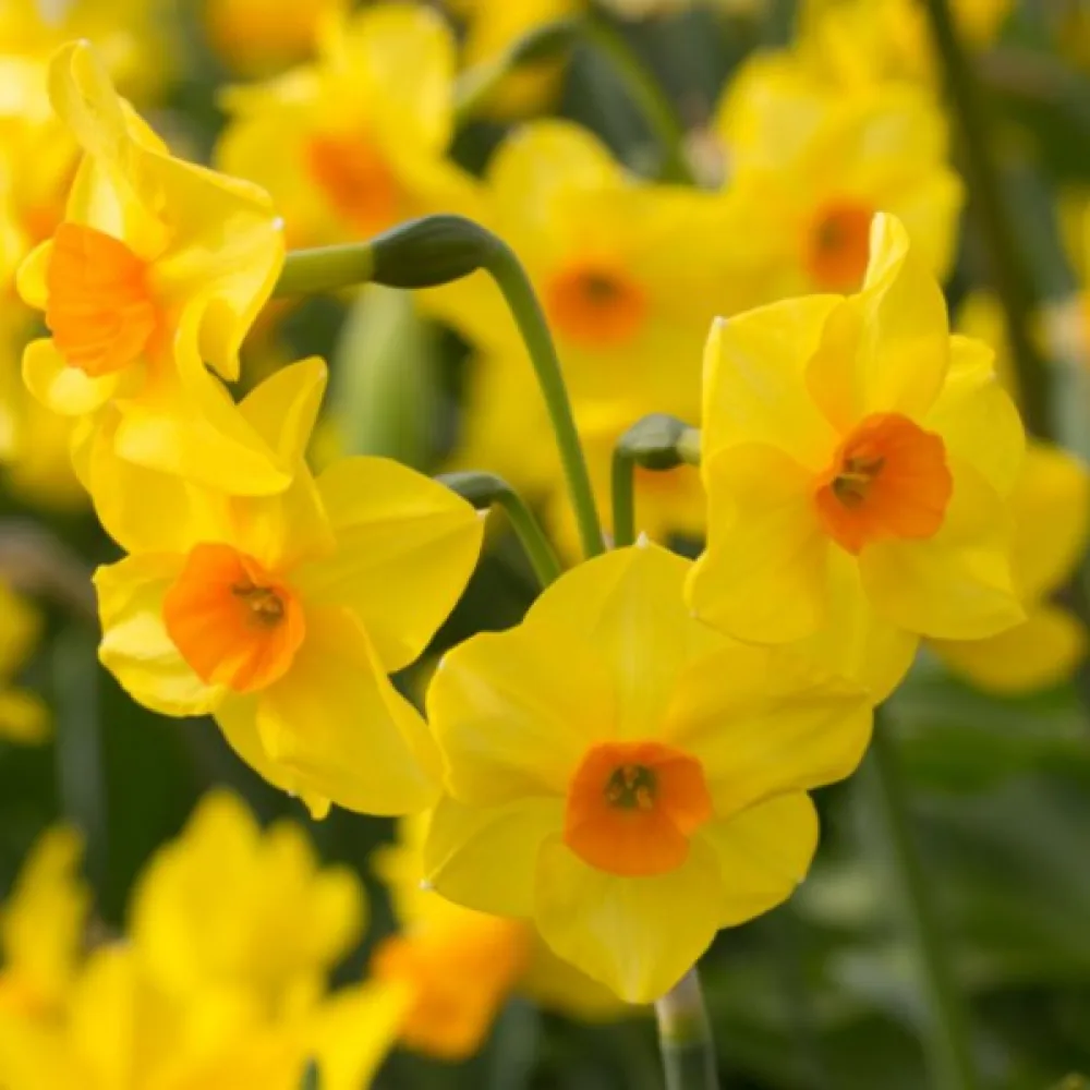 Narcis Martinette (oranžový)