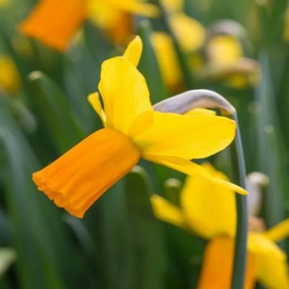 Narcis Jetfire (ohnivý)
