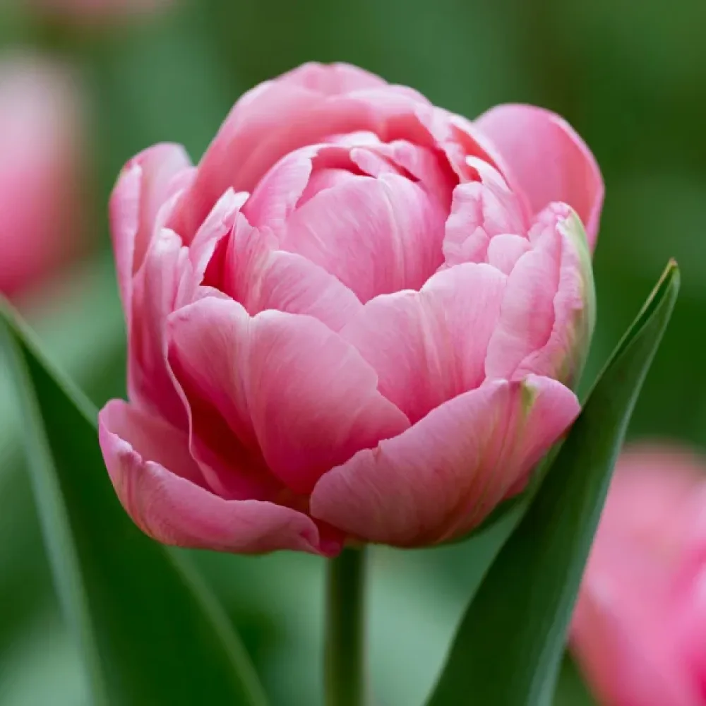 Tulipán Amazing Grace
