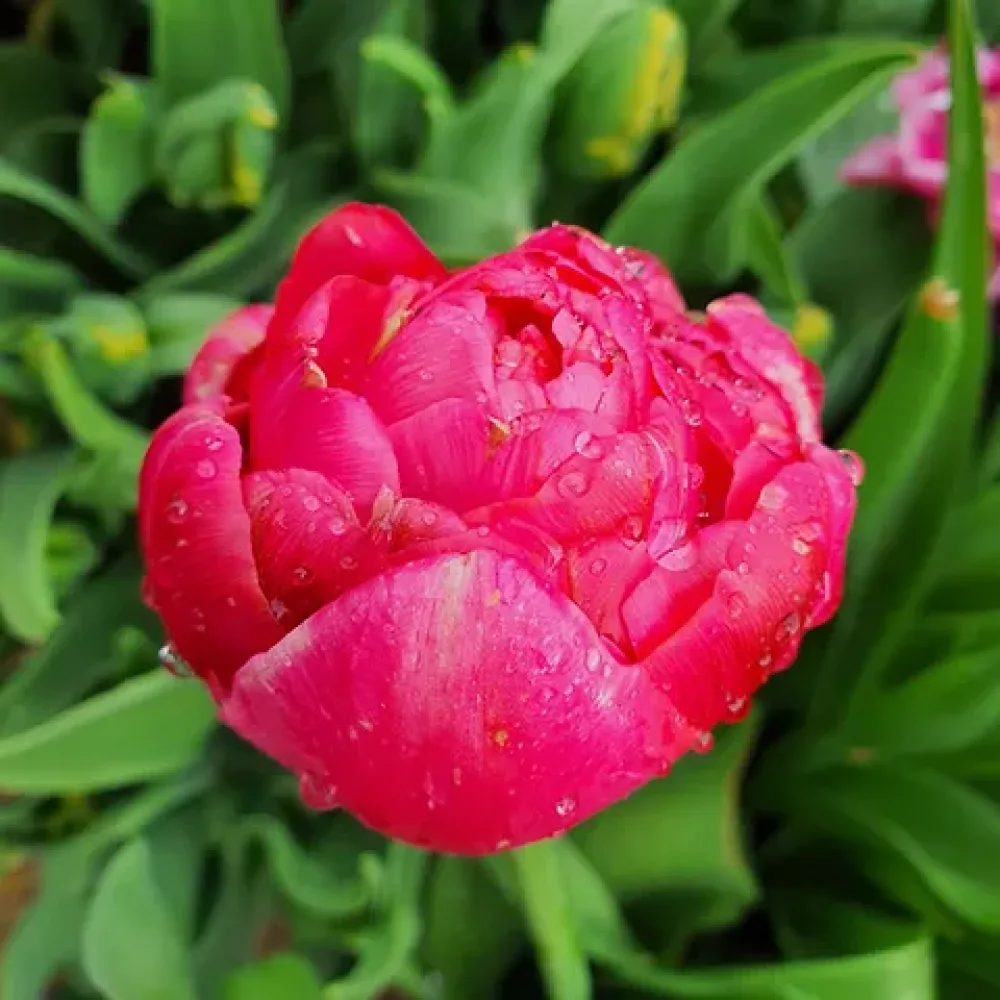 Tulipán Renown Unique (žltý)