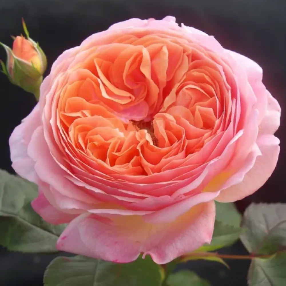 Ruža Perlová rosa - voľnokorenná
