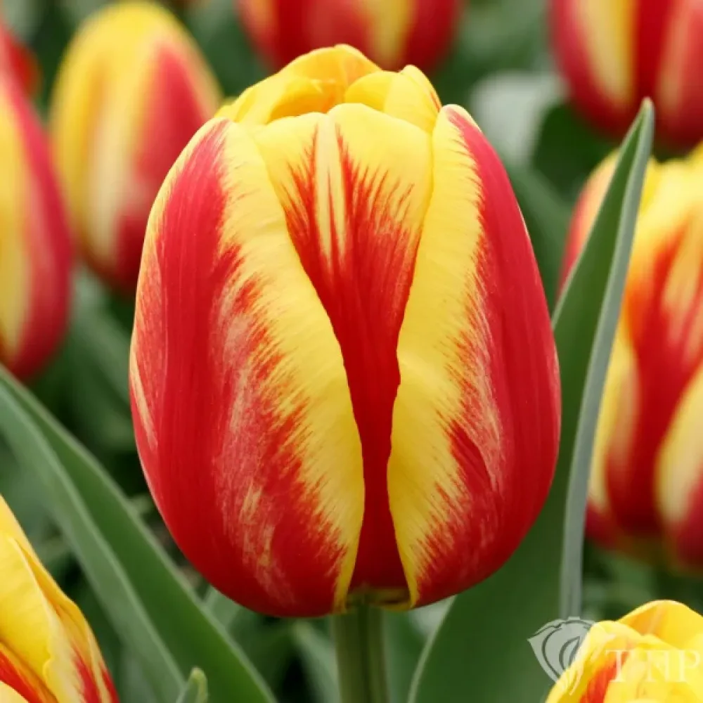 Tulipán Washington (dvojfarebný)